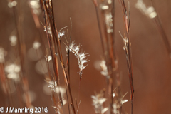 Little Bluestem NEC