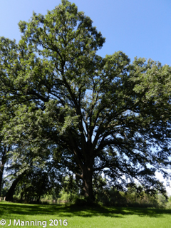 Bur Oak Landing