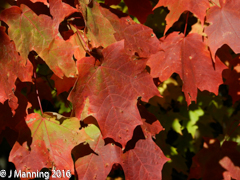 Autumn Colors